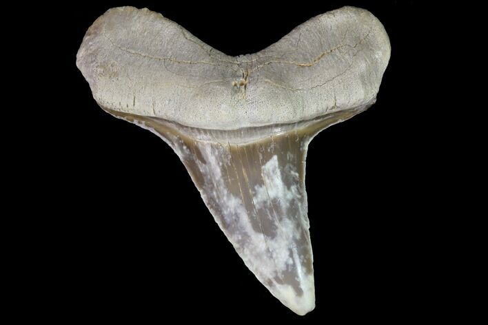 Cretaceous Cretoxyrhina Shark Tooth - Kansas #71748